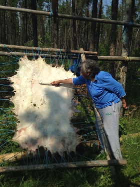 Ida Tremblay prepares hides for tanning